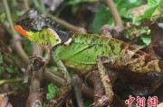浙江云南南滚河保护区首次发现红唇棘蜥
