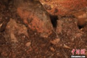 浙江江西发现蜘蛛新物种 为研究呵叻蛛属适应区域提供依据