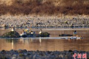 浙江歙县完成安徽首个县域生物多样性调查 共记录物种近4千种