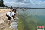浙江云南江川举行增殖放流活动 逾54万尾鱼游入星云湖